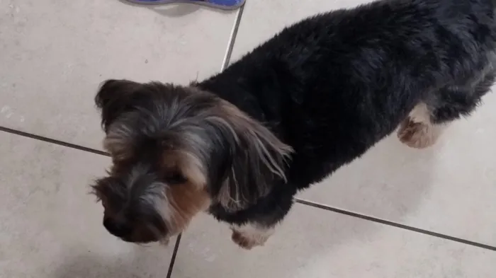 Cachorro raça SRD-ViraLata idade 3 anos nome Rock