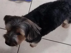 Cachorro raça SRD-ViraLata idade 3 anos nome Rock