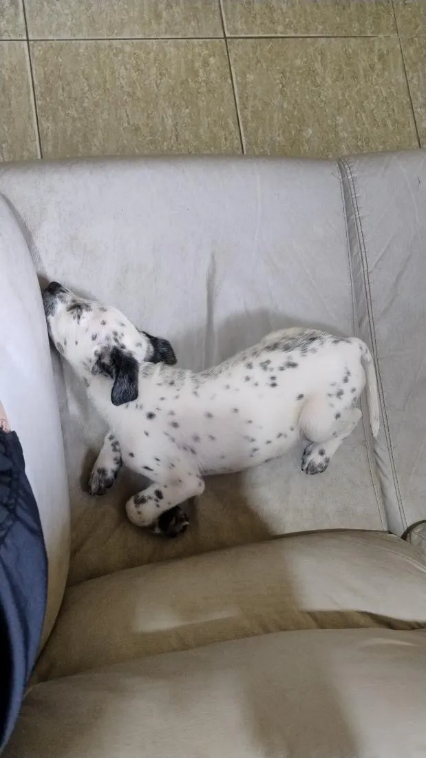 Cachorro raça SRD-ViraLata idade 2 a 6 meses nome Astra