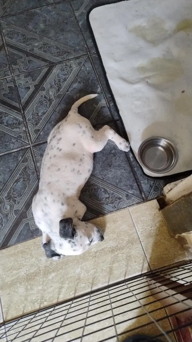 Cachorro raça SRD-ViraLata idade 2 a 6 meses nome Astra