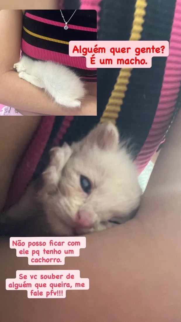 Gato raça Siamês?  idade Abaixo de 2 meses nome Tonico