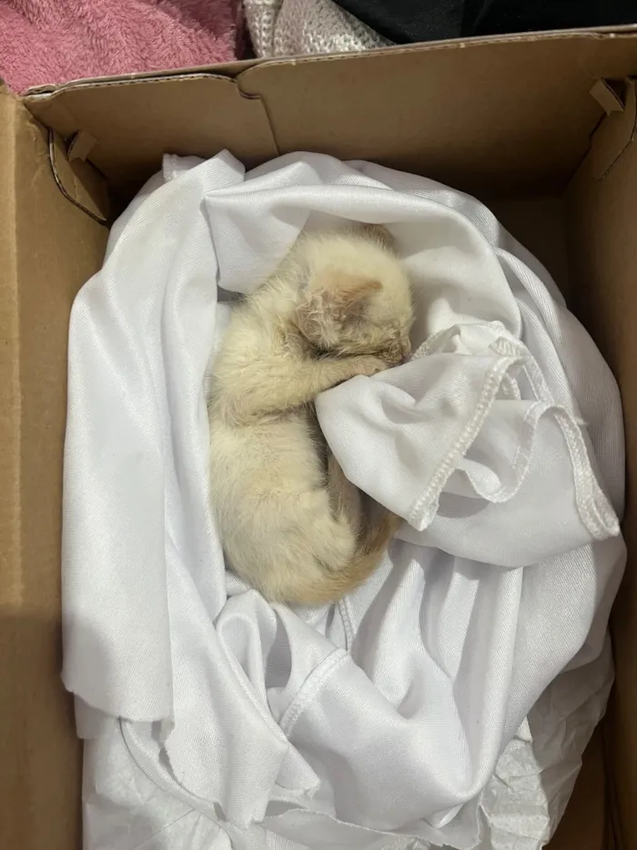 Gato raça Siamês?  idade Abaixo de 2 meses nome Tonico