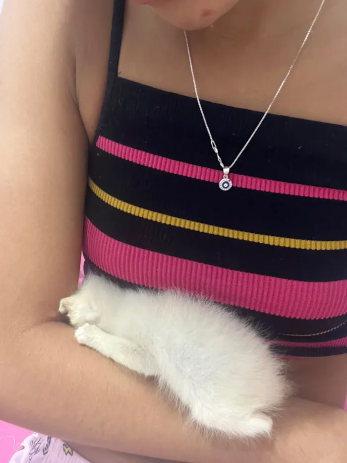 Gato raça Siamês?  idade Abaixo de 2 meses nome Tonico