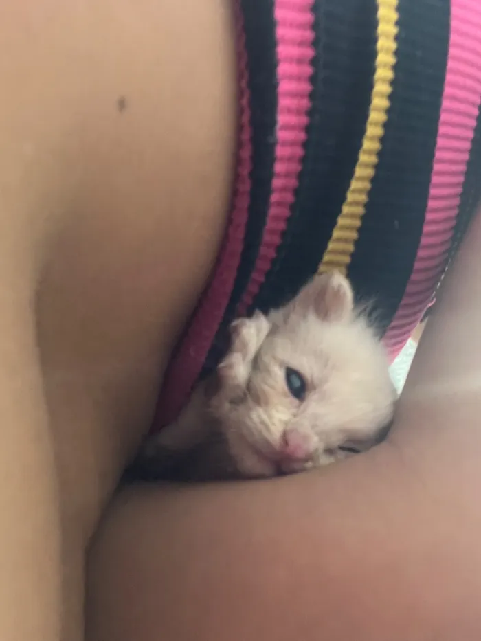 Gato raça Siamês?  idade Abaixo de 2 meses nome Tonico