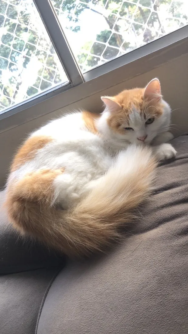 Gato raça SRD-ViraLata idade 4 anos nome Zoe