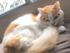 Gato raça SRD-ViraLata idade 4 anos nome Zoe