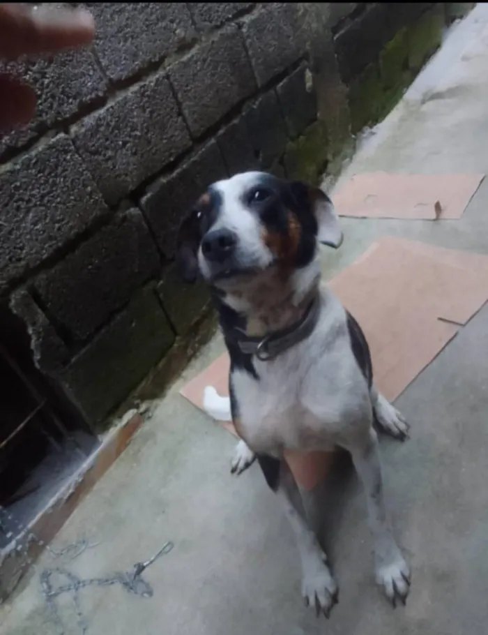 Cachorro raça SRD-ViraLata idade 3 anos nome mumu