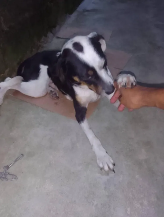 Cachorro raça SRD-ViraLata idade 3 anos nome mumu