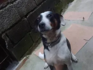 Cachorro raça SRD-ViraLata idade 3 anos nome mumu