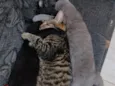 cinza, pretinho e tigrinho