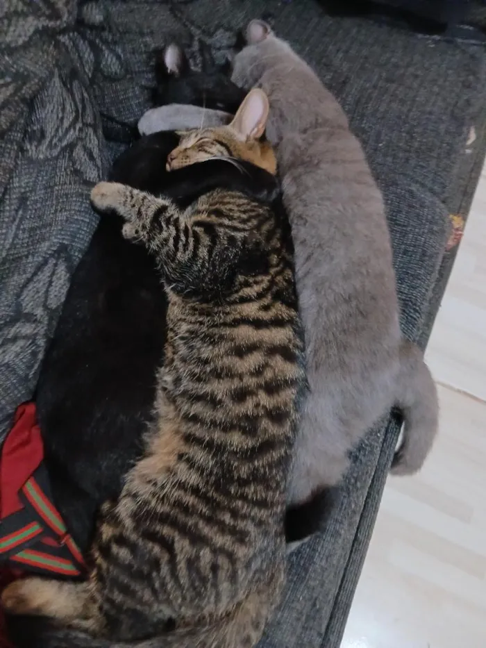 Gato raça SRD-ViraLata idade 1 ano nome cinza, pretinho e tigrinho 
