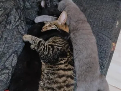 Gato raça SRD-ViraLata idade 1 ano nome cinza, pretinho e tigrinho 