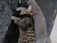 cinza, pretinho e tigrinho