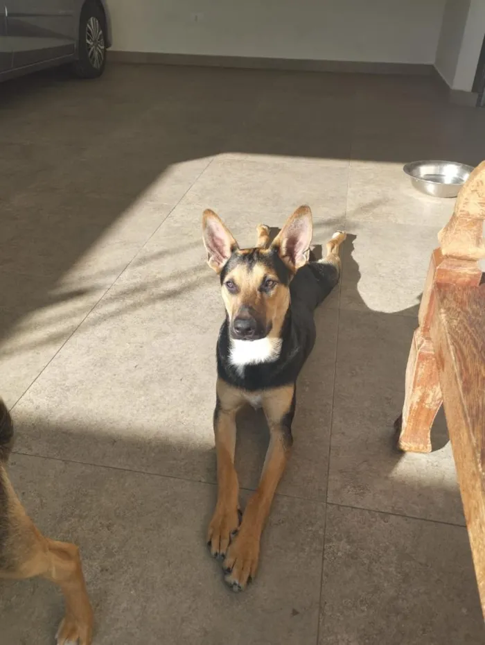 Cachorro raça SRD-ViraLata idade 7 a 11 meses nome Café