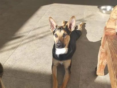 Cachorro raça SRD-ViraLata idade 7 a 11 meses nome Café
