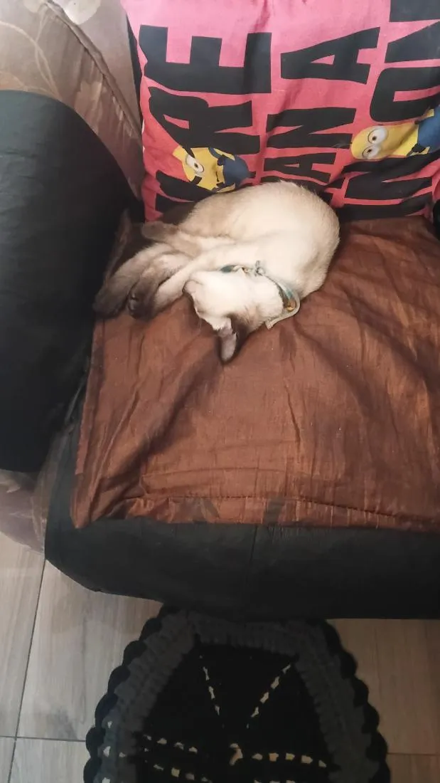 Gato raça Siamês idade 2 a 6 meses nome Mymi