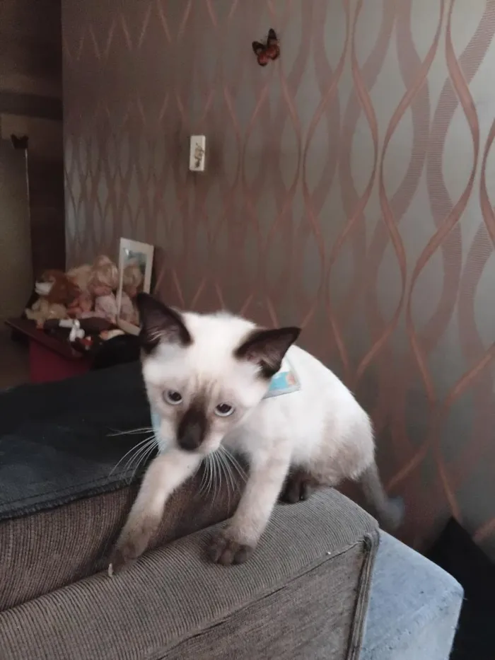 Gato raça Siamês idade 2 a 6 meses nome Mymi