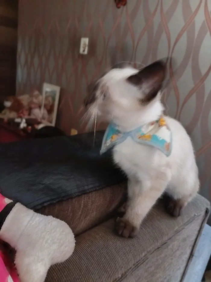 Gato raça Siamês idade 2 a 6 meses nome Mymi