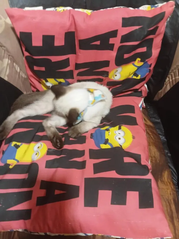 Gato raça Siamês idade 2 a 6 meses nome Mymi