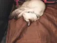 Mymi