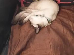 Gato raça Siamês idade 2 a 6 meses nome Mymi