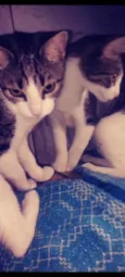 Pandora , pandinha