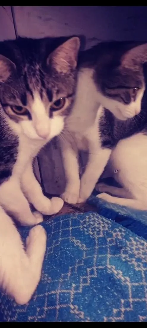 Gato raça SRD-ViraLata idade 2 a 6 meses nome Pandora , pandinha