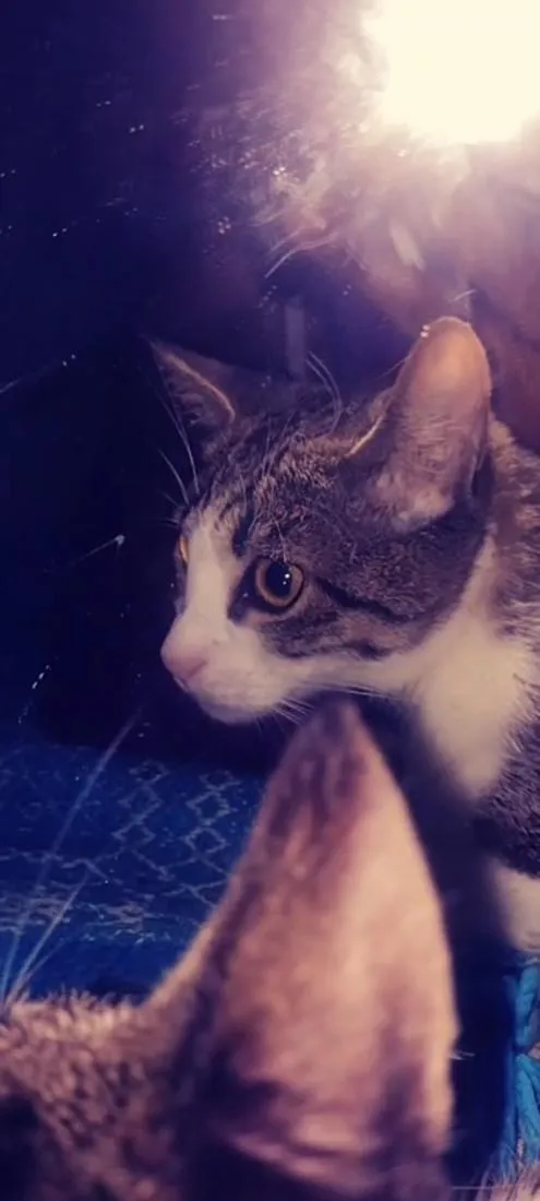 Gato raça SRD-ViraLata idade 2 a 6 meses nome Pandora , pandinha