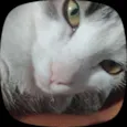 Pandora , pandinha