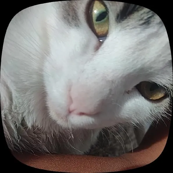 Gato raça SRD-ViraLata idade 2 a 6 meses nome Pandora , pandinha