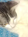 Pandora , pandinha