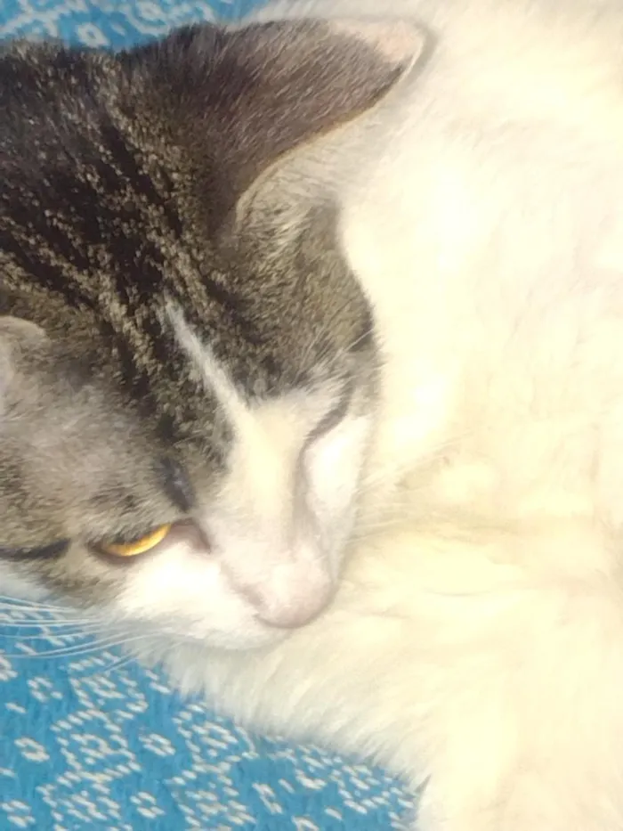 Gato raça SRD-ViraLata idade 2 a 6 meses nome Pandora , pandinha