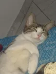Pandora , pandinha