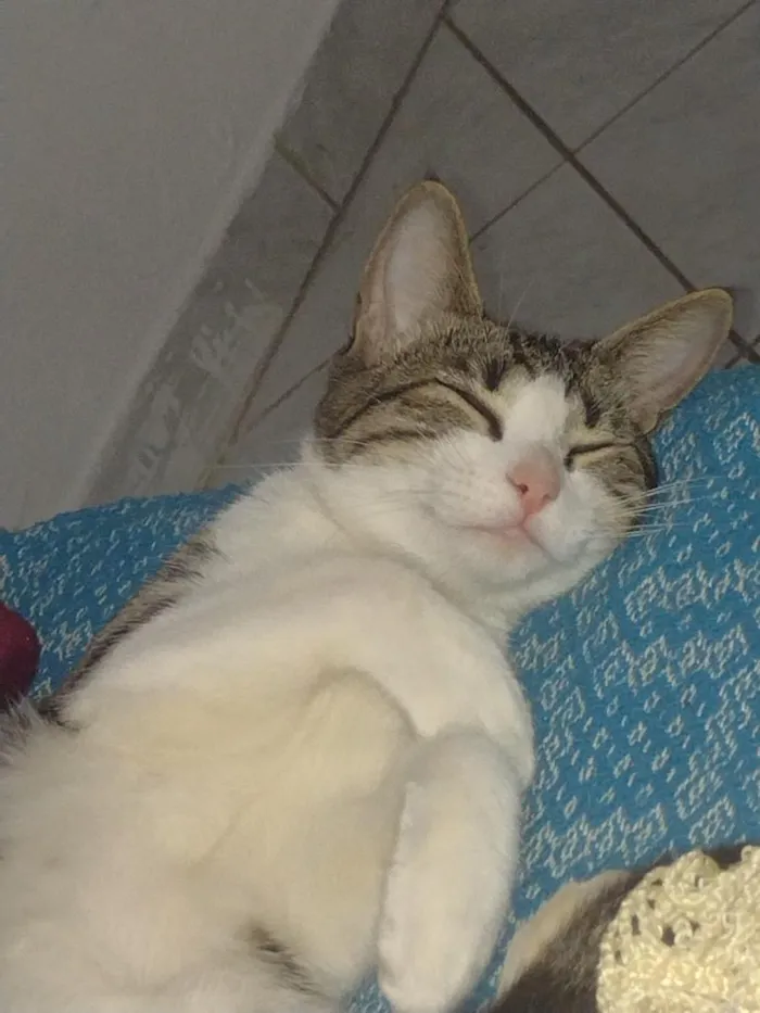 Gato raça SRD-ViraLata idade 2 a 6 meses nome Pandora , pandinha