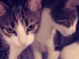 Pandora , pandinha
