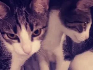 Gato raça SRD-ViraLata idade 2 a 6 meses nome Pandora , pandinha
