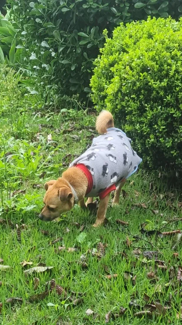 Cachorro raça SRD-ViraLata idade 4 anos nome Jobim