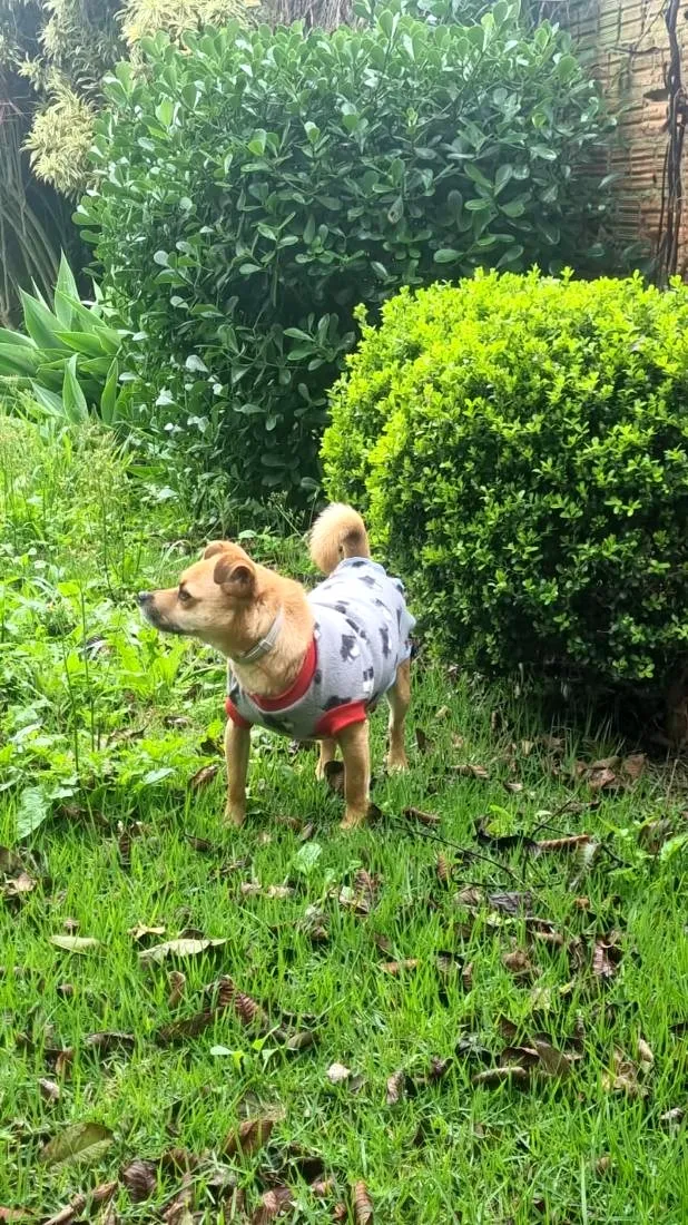 Cachorro raça SRD-ViraLata idade 4 anos nome Jobim