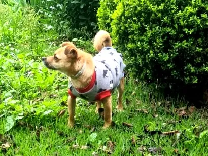 Cachorro raça SRD-ViraLata idade 4 anos nome Jobim
