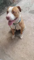 Ruffus e Princesa 