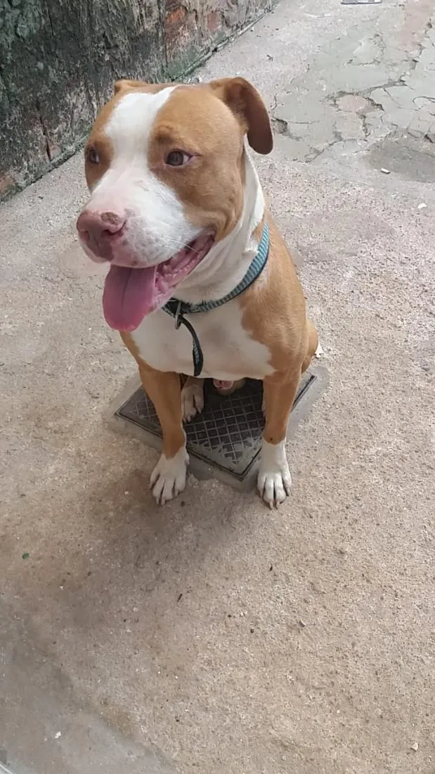 Cachorro raça Pit-Bull idade 6 ou mais anos nome Ruffus e Princesa 