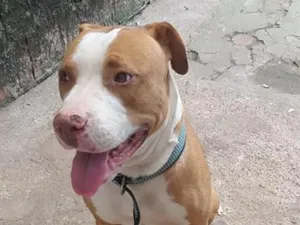 Cachorro raça Pit-Bull idade 6 ou mais anos nome Ruffus e Princesa 