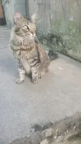 meow