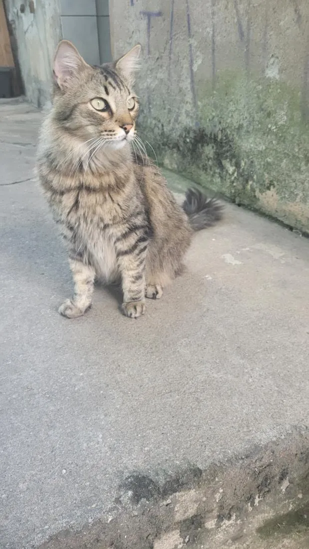 Gato raça SRD-ViraLata idade 4 anos nome meow