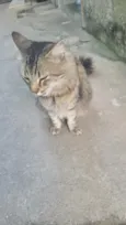 meow