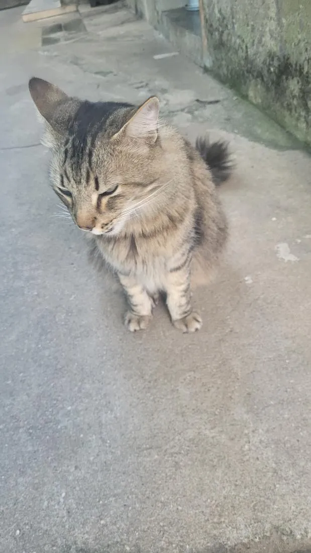 Gato raça SRD-ViraLata idade 4 anos nome meow
