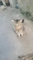 meow