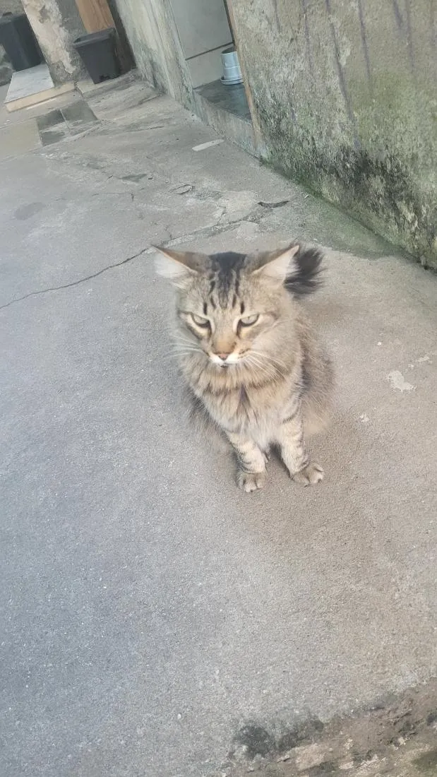 Gato raça SRD-ViraLata idade 4 anos nome meow