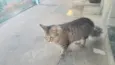 meow