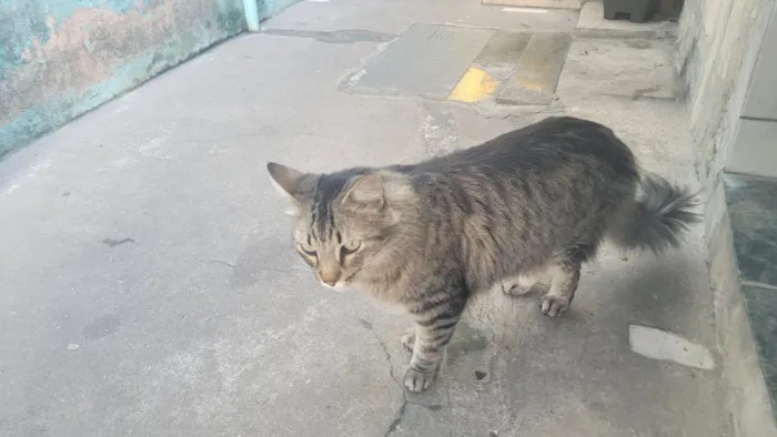 Gato raça SRD-ViraLata idade 4 anos nome meow